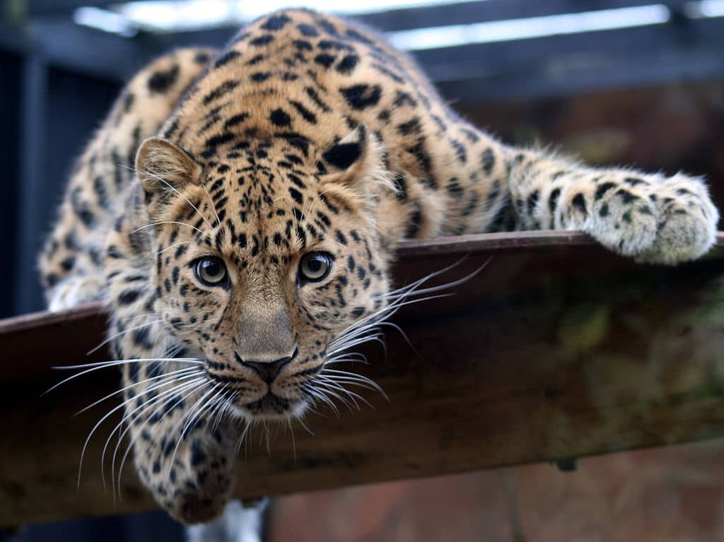 12 of the World's Most Endangered Species | Journalistate