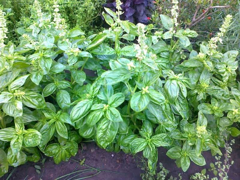 Basil