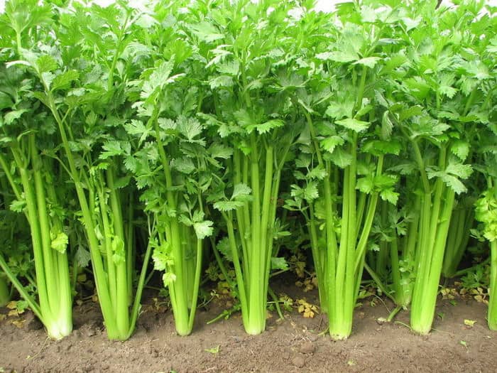 Celery
