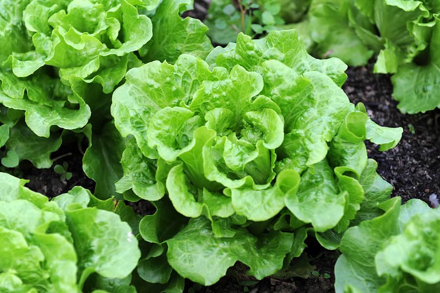 Lettuce