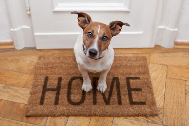 Adoption shelters are committed to helping you find a pet