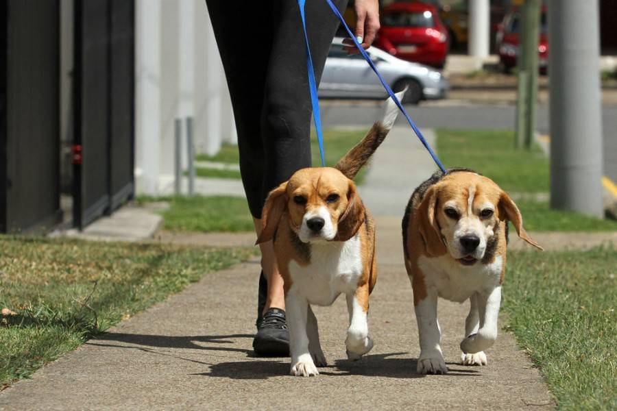 Shelter pets are actually healthier than shop pets