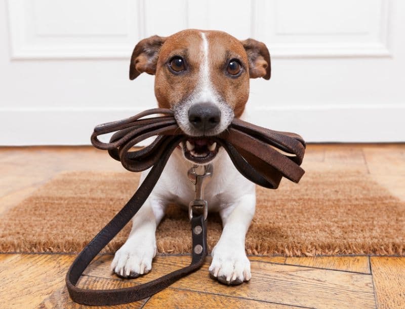 You will likely get a house trained pet