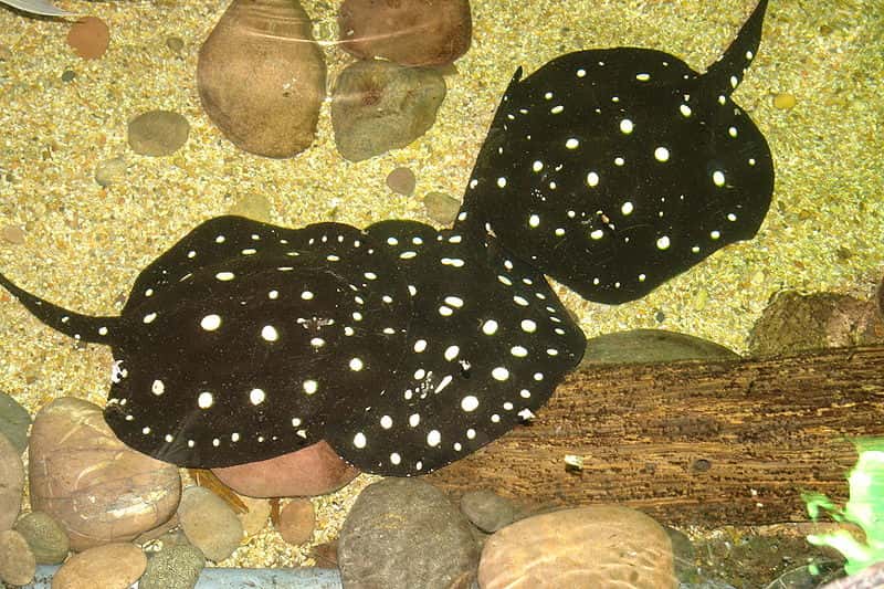 Freshwater Stingray