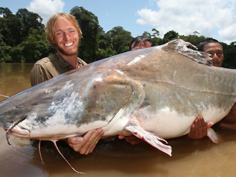 Piraiba Catfish