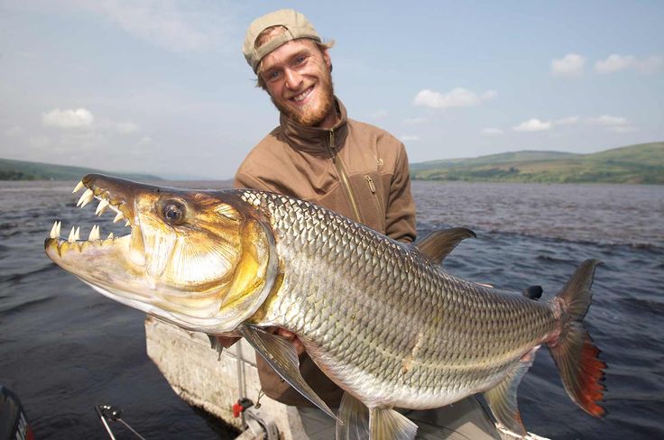 Goliath Tigerfish