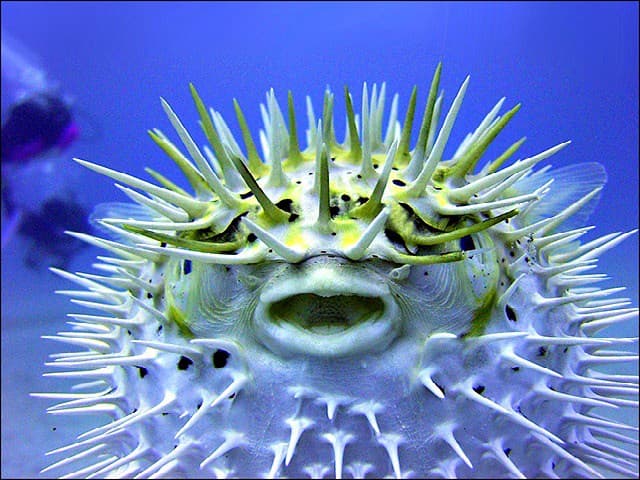 Puffer FIsh
