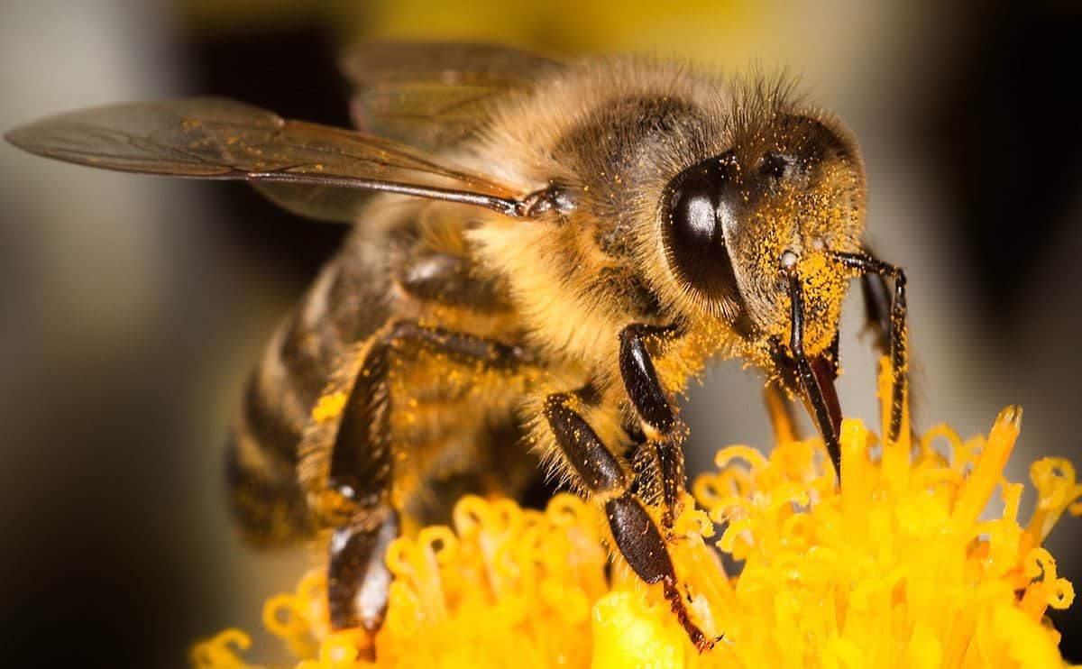 A bee will flap its wings over 270 times