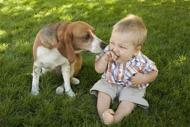 Average dogs are about as smart as two year old children
