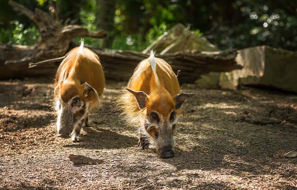 Smithsonian National Zoological Park - Washington, D.C., USA