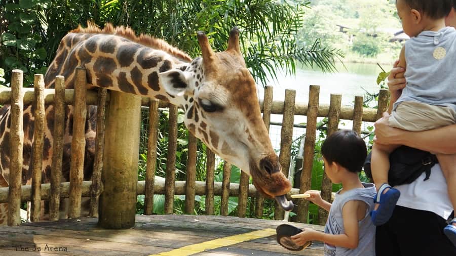 Singapore Zoo - Singapore