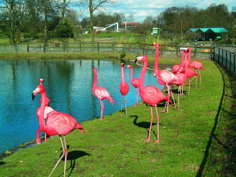 Whipsnade Zoo - Whipsnade, England
