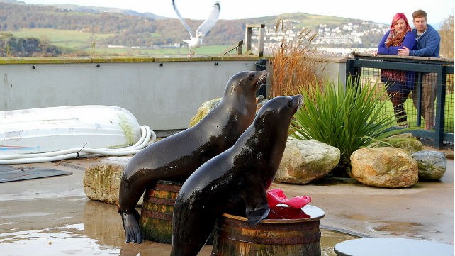 Welsh Mountain Zoo - Colwyn Bay, North Wales