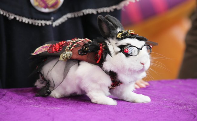 The Too-Cool Bunny