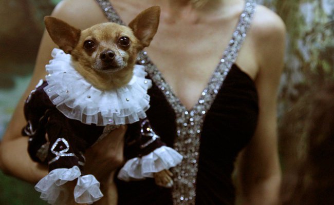 The Chihuahua Companion