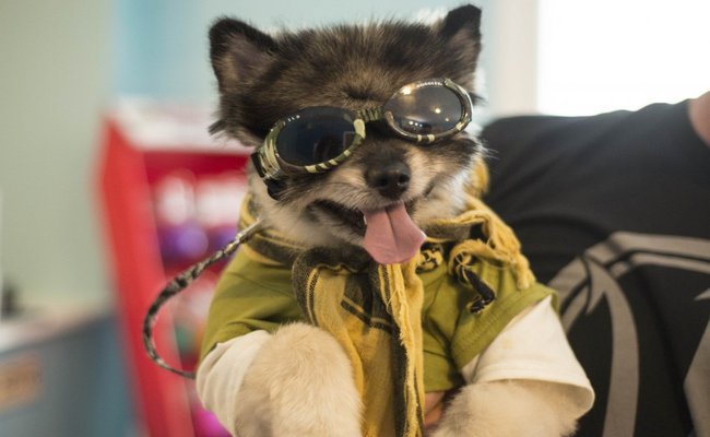 Too Rad for School