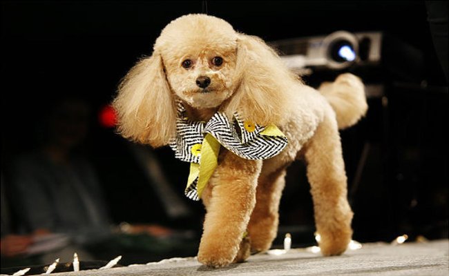 A Fashionista Struts