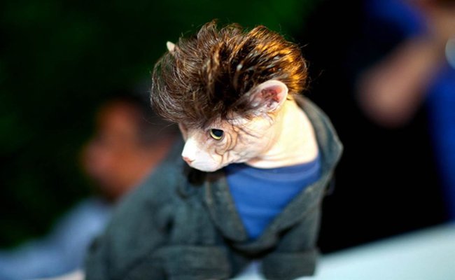 Greaser Cat