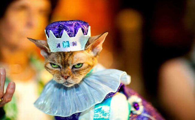 King Derp Kitty