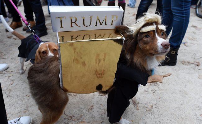 MAGA Pup