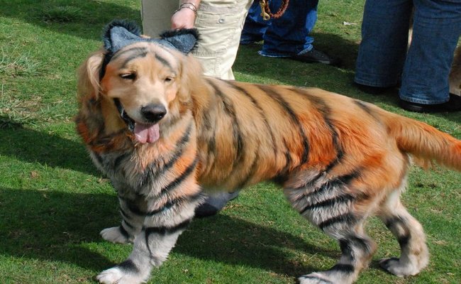 The Lion Pup