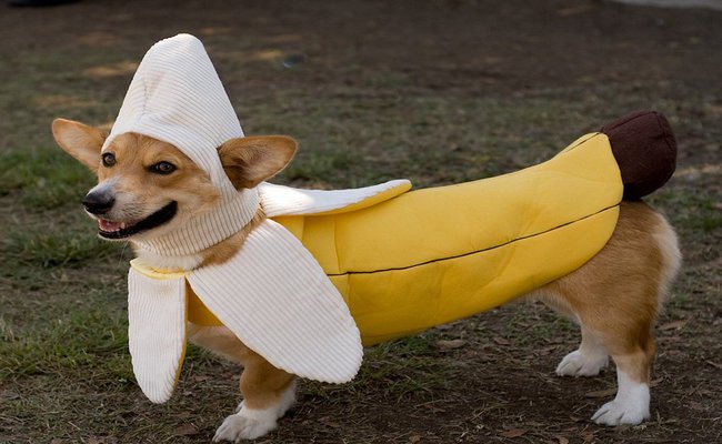 Banana Dog