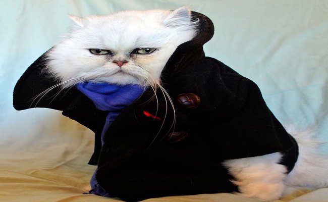 Euro Bond Kitty