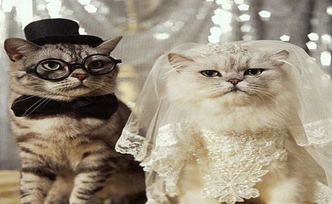 You May Kiss the Bride