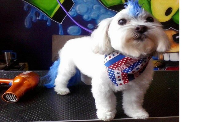 Magical Mohawk Pupper