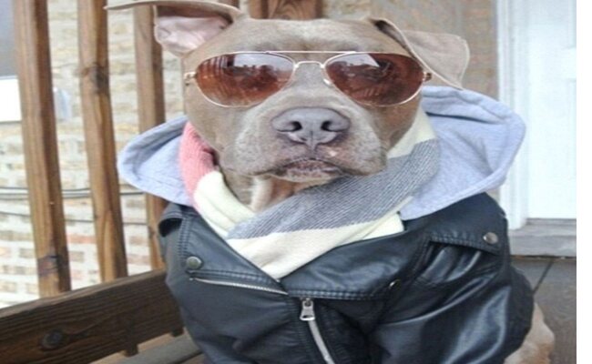 Furry in Fashion