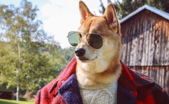 Officer Dog Here