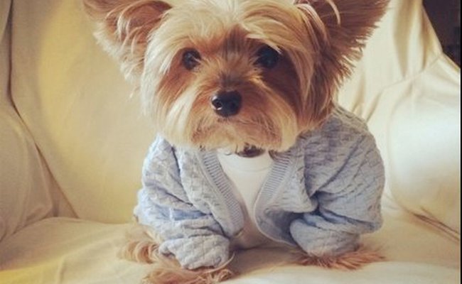 Buddy Holly Pupper