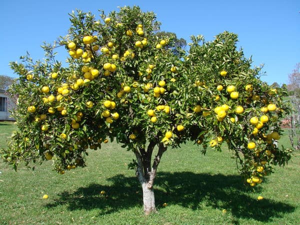 Grapefruit
