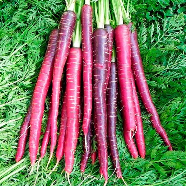 Purple Carrots