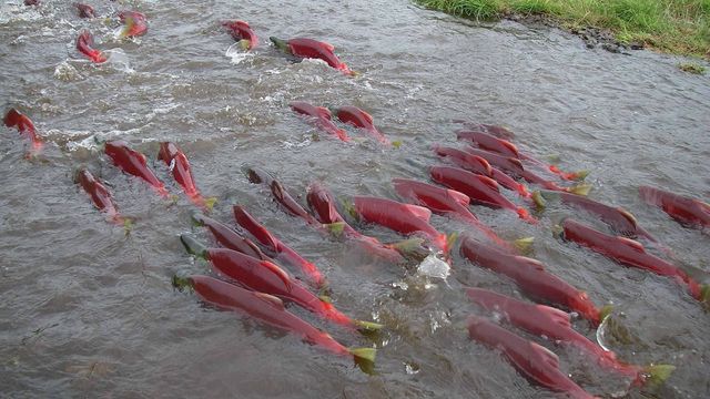 Salmon