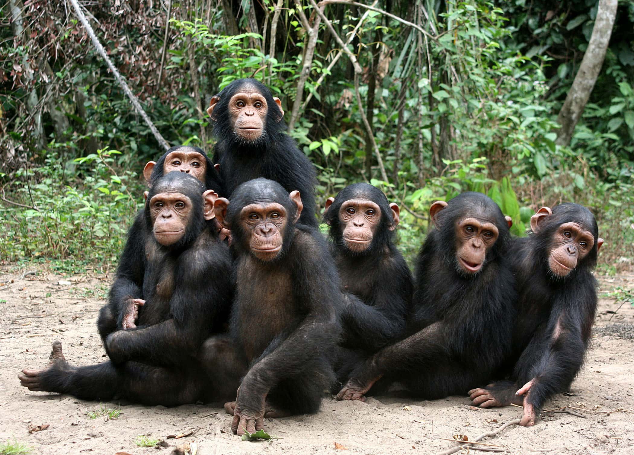 Orphan chimps