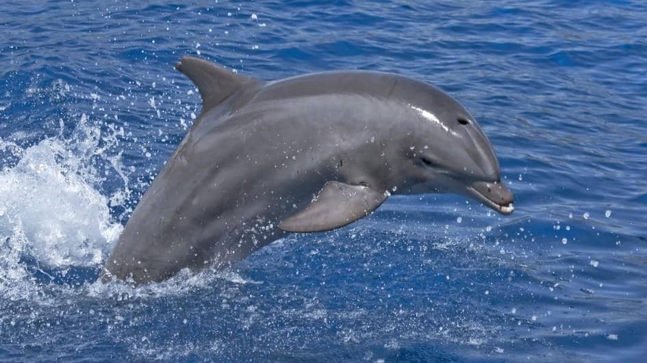 Bottlenose Dolphins