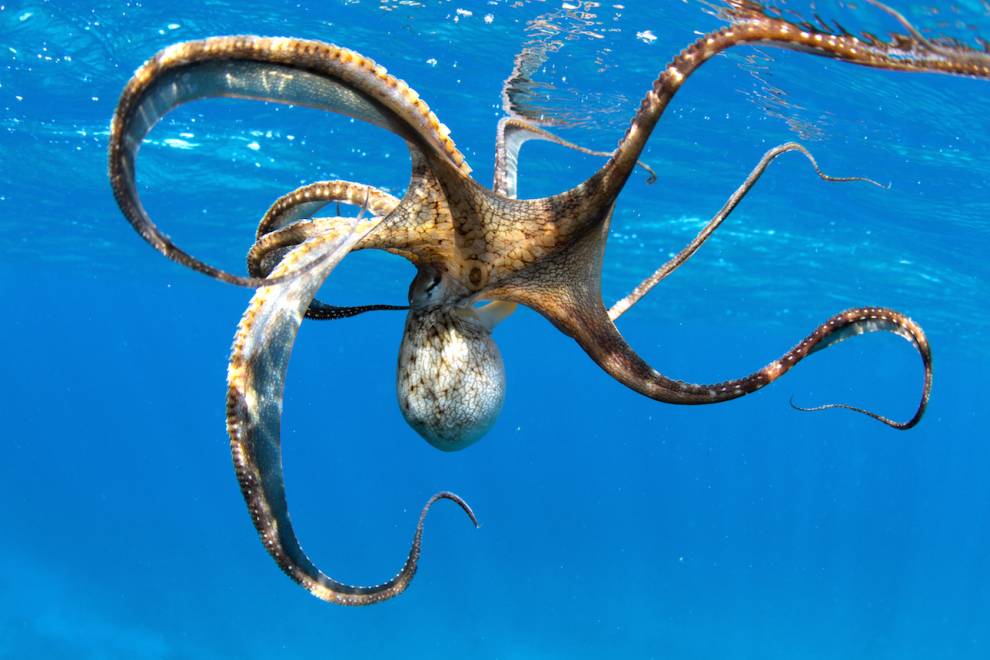 Octopus