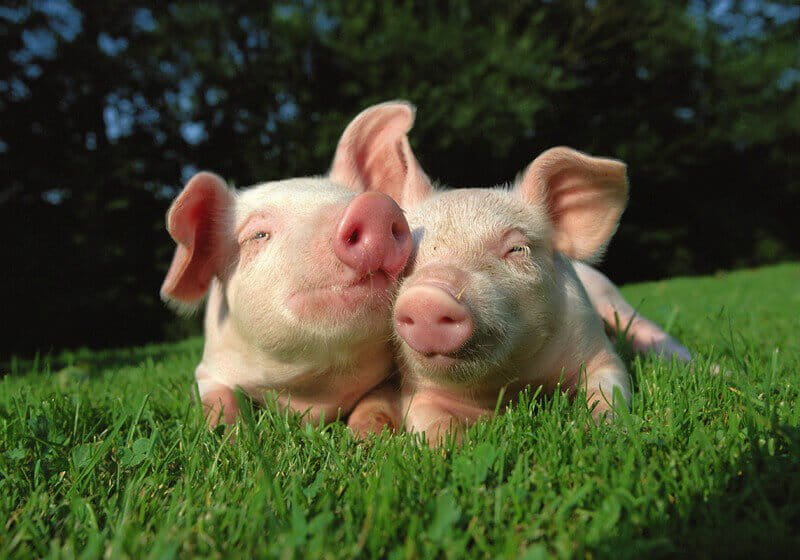 Pigs