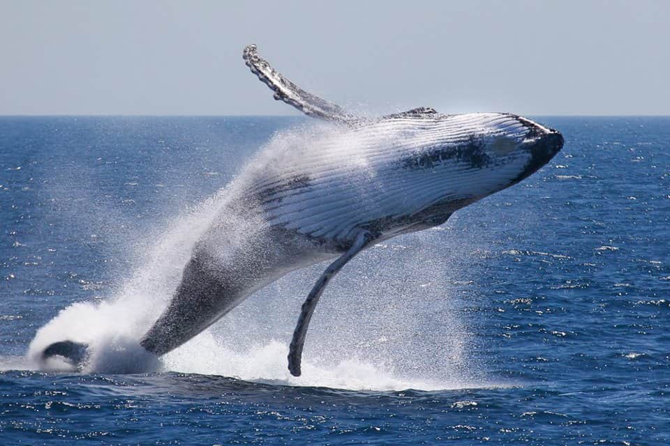 Whales