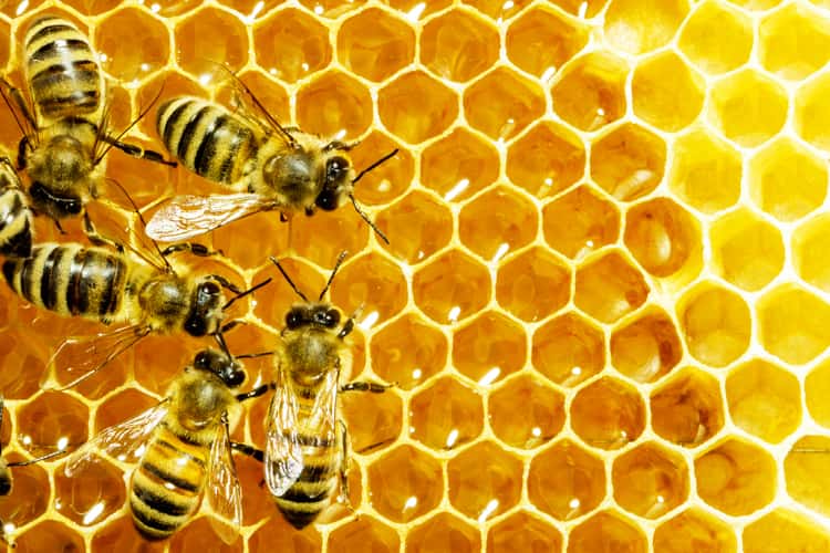 Bees