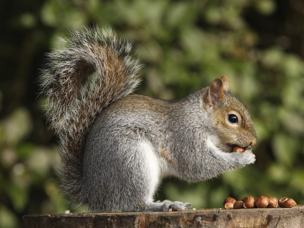 Squirrels