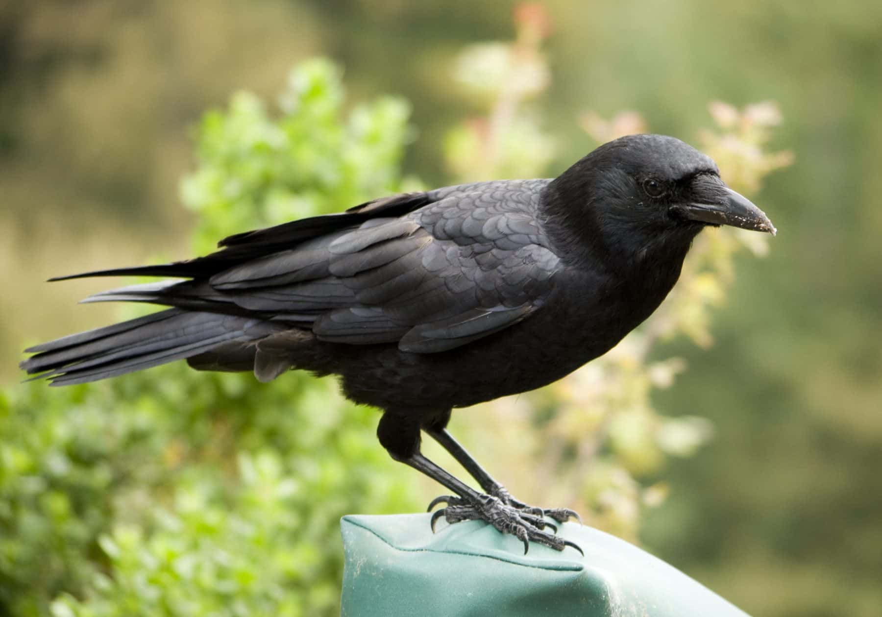 Crows