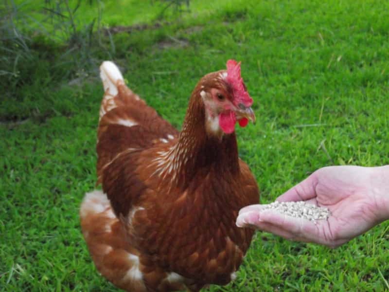 A Chicken lived for over a year without a head