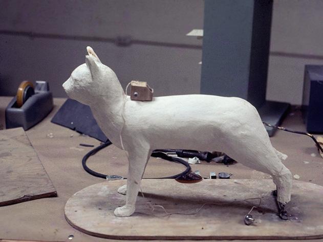 The cia once tried to create spy cats
