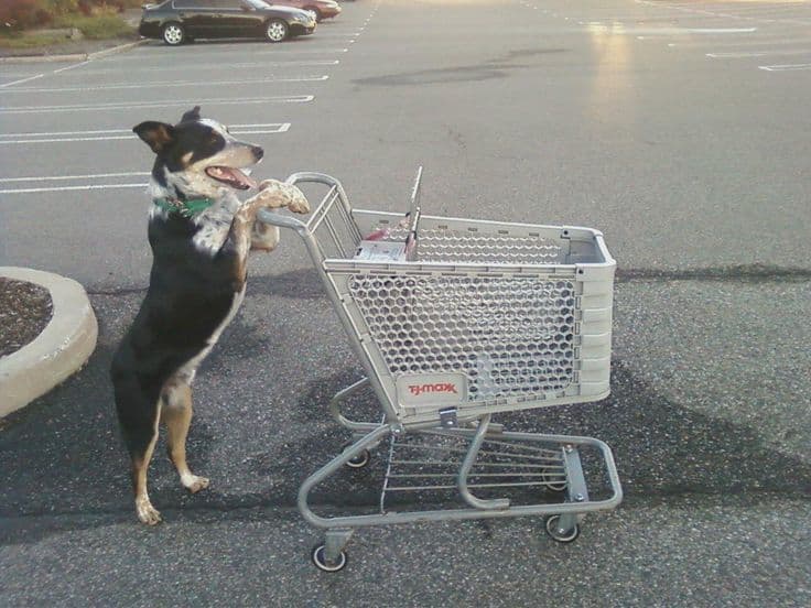 Shopping Cart Licker
