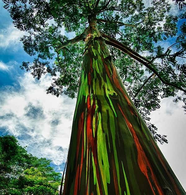 Rainbow Tree