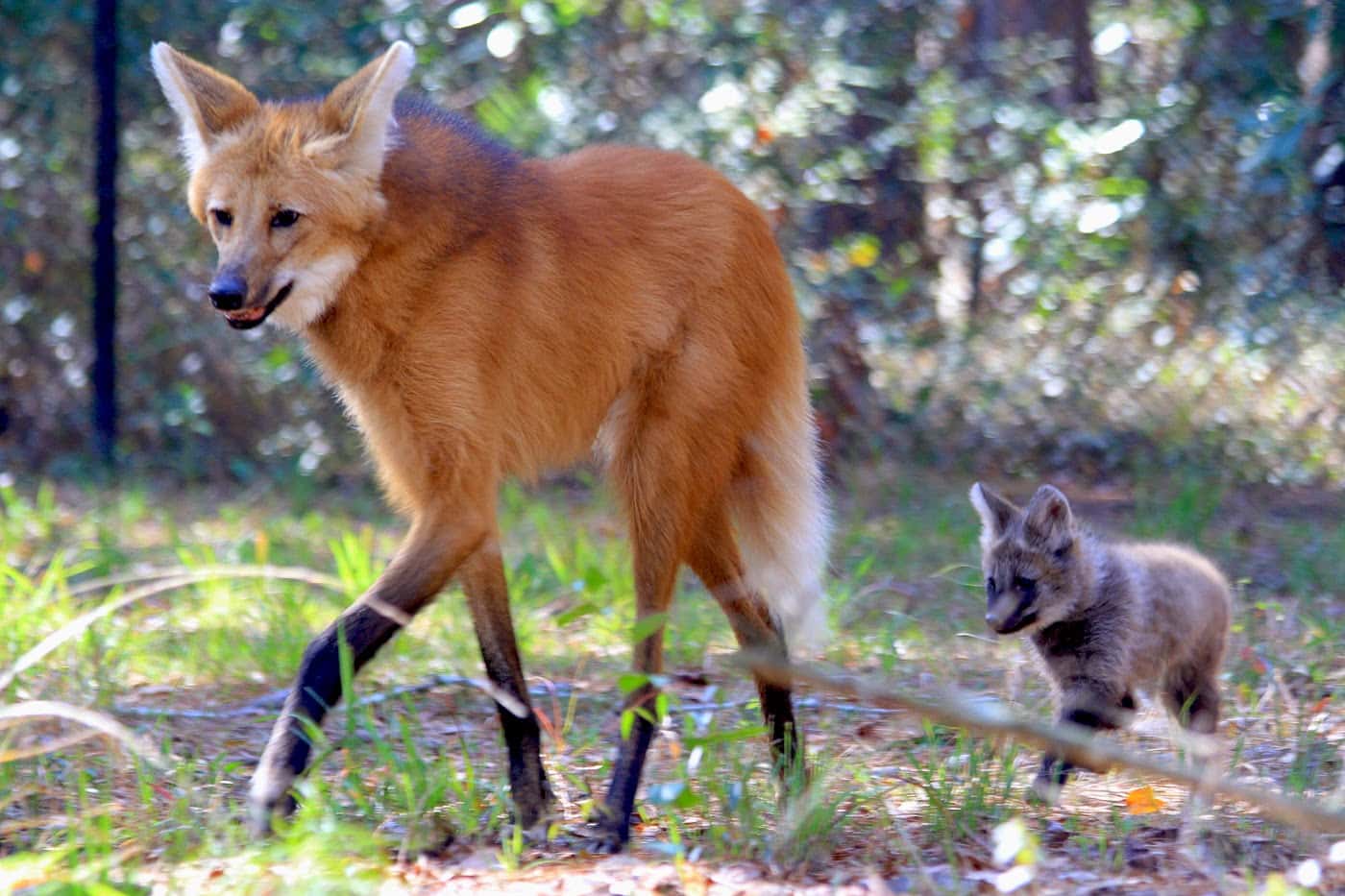 The Maned Wolf