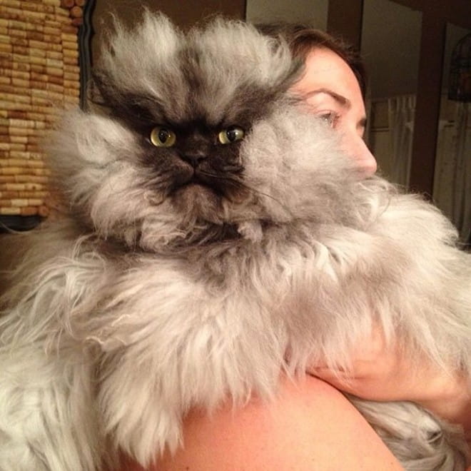 Colonel Meow – Earns $5,000 Annually