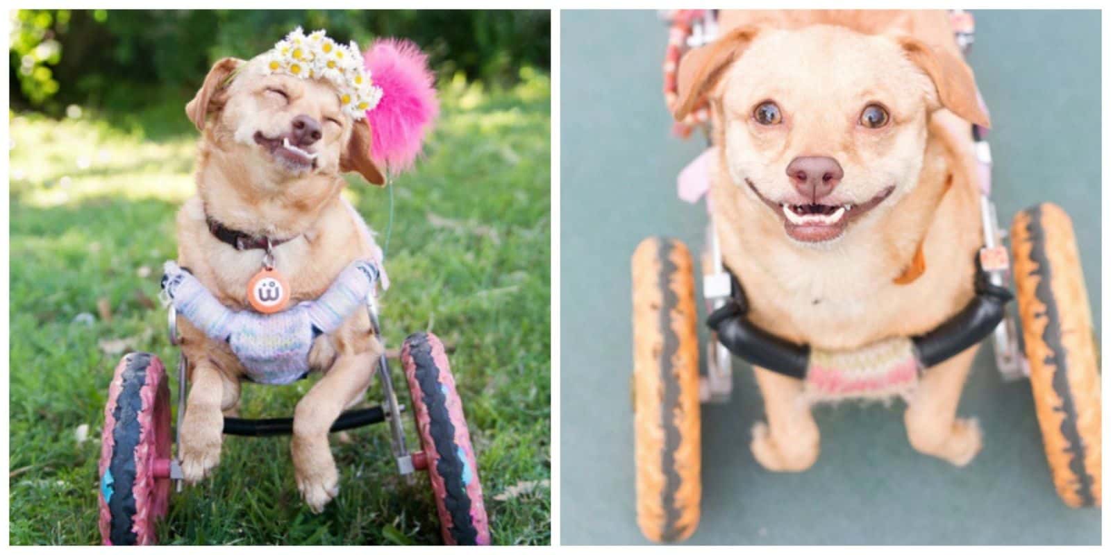 Daisy Underbite – Estimated Earnings Per Post $1,000
